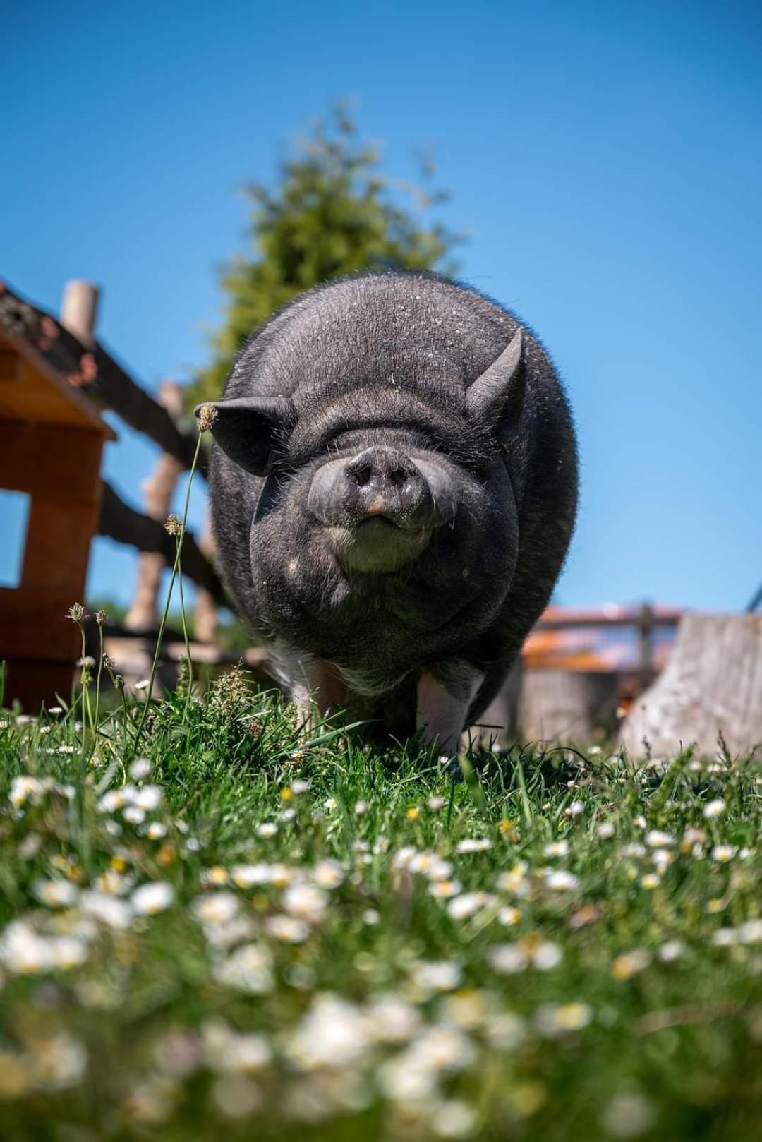 Balkanowka Krasniczyn エクステリア 写真